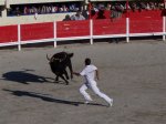 course camarguaise